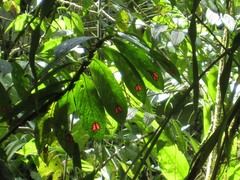 Columnea consanguinea