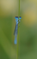 Coenagrion mercuriale