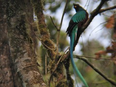 Pharomachrus mocinno