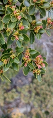 Nothofagus betuloides