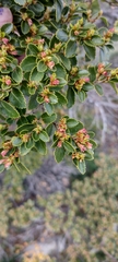 Nothofagus betuloides