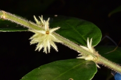 Lasianthus