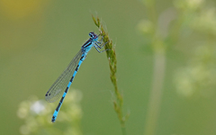 Coenagrion mercuriale