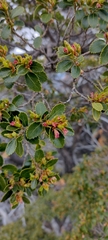 Nothofagus betuloides