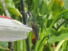 Lampornis castaneoventris