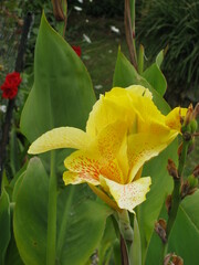 Canna × generalis