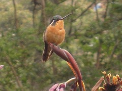 Lampornis castaneoventris