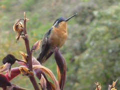Lampornis castaneoventris