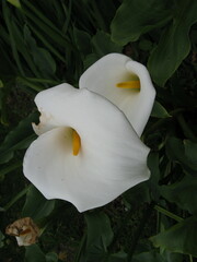 Zantedeschia aethiopica image