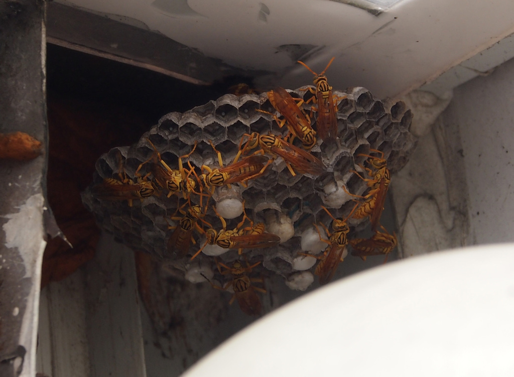 Yellow Oriental Paper Wasp (Hymenoptera of the British Indian Ocean