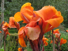 Canna × generalis