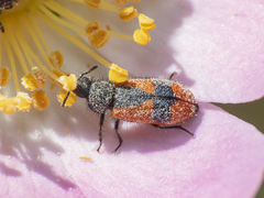 Arthrobrachus nigromaculatus