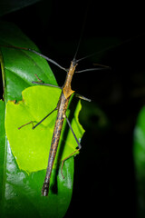 Pseudophasma bispinosum