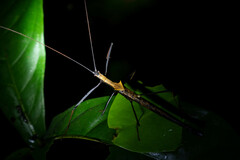 Pseudophasma bispinosum