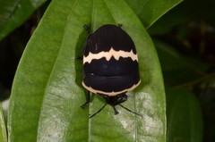 Scutellerinae