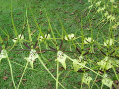 Brassia verrucosa