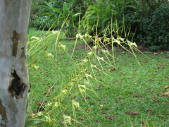 Brassia verrucosa