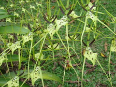 Brassia verrucosa