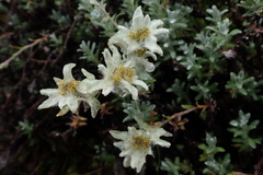 Leontopodium microphyllum