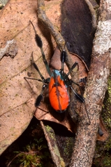 Leucauge sarawakensis