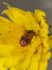 Arthrobrachus nigromaculatus