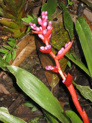 Aechmea weilbachii