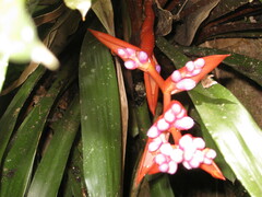 Aechmea weilbachii
