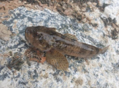 Cottus gobio