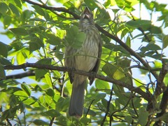 Saltator striatipectus