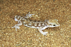 Rhynchoedura ormsbyi