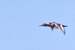 Aythya nyroca