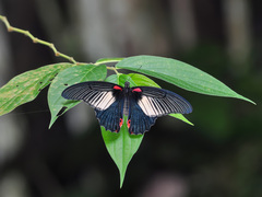 Papilio memnon agenor