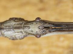 Heteronemia