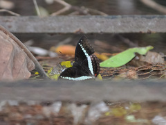Bassarona teuta