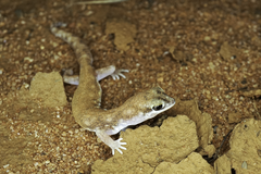 Diplodactylidae