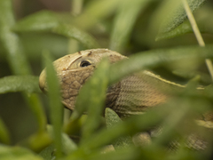 Liolaemus chiliensis