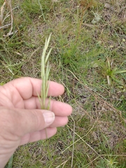 Bromus auleticus