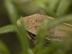 Liolaemus chiliensis