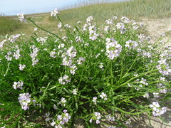 Cakile maritima integrifolia