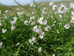 Cakile maritima integrifolia
