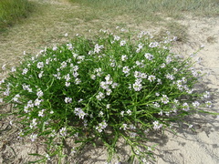 Cakile maritima integrifolia