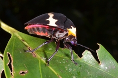 Scutellerinae