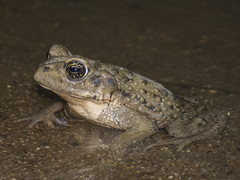 Rhinella arunco