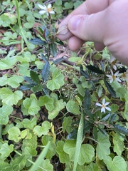 Olearia erubescens
