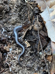 Plethodon ventralis