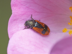 Arthrobrachus nigromaculatus