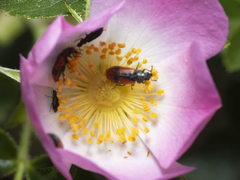 Arthrobrachus nigromaculatus