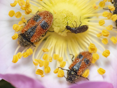 Arthrobrachus nigromaculatus