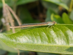 Pseudagrion spencei