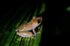 Pristimantis kichwarum